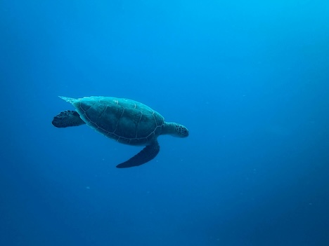 sea turtle swimming